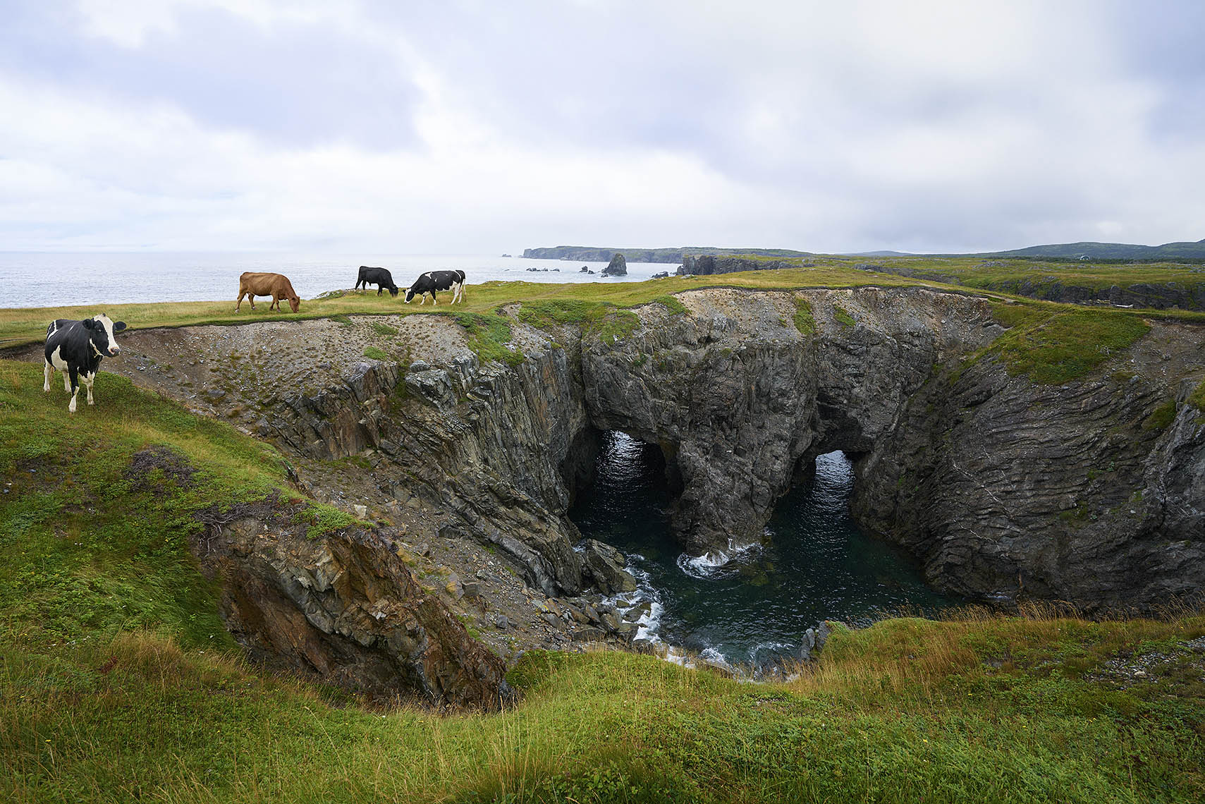 NFLD_Cows